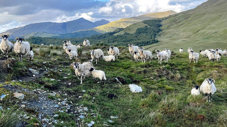 Neglected Birds Found and Highland Blaze Seen from Space