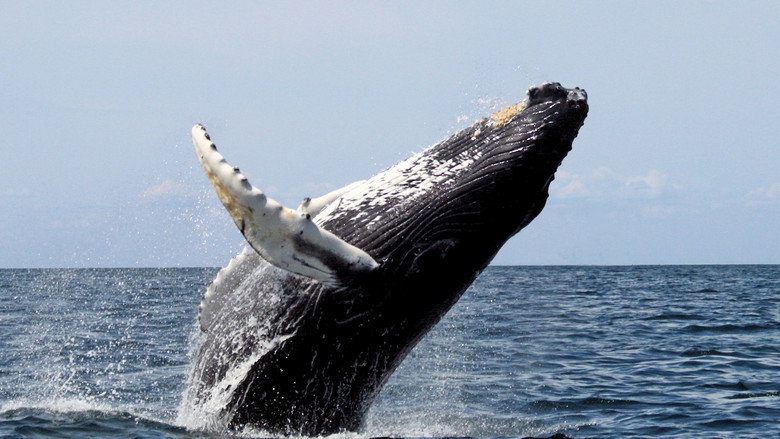Saving the Right Whale backdrop 2