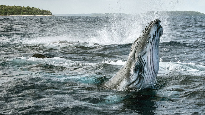 Secrets of the Whales backdrop 2