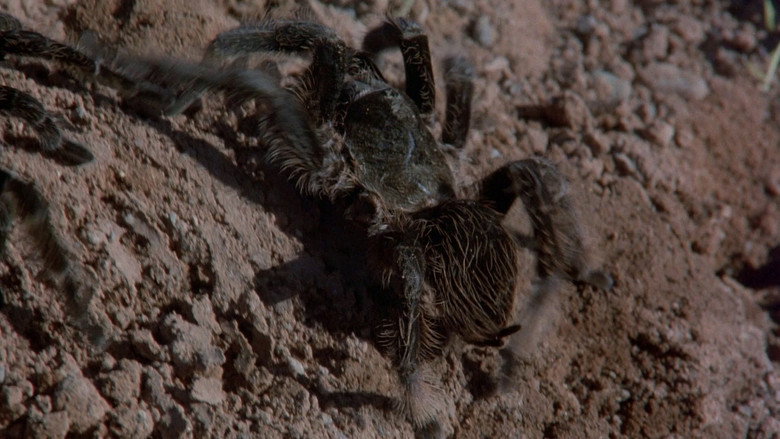 Kingdom of the Spiders backdrop 9