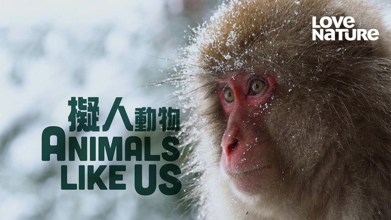 Animals Like Us backdrop 2