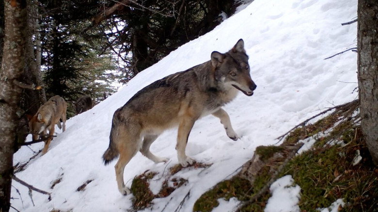 Living With Wolves backdrop 2