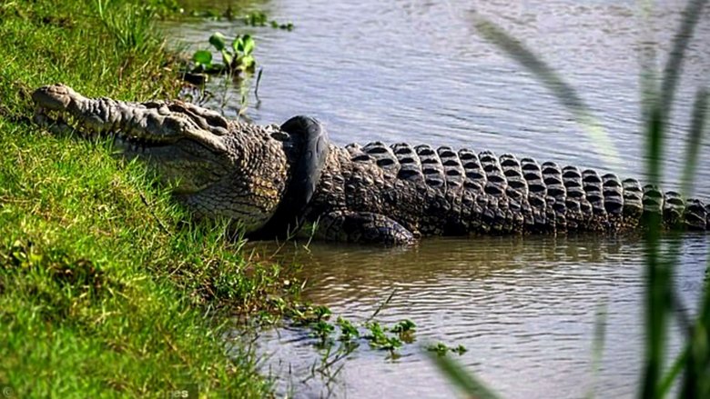 Impossible Croc Rescue