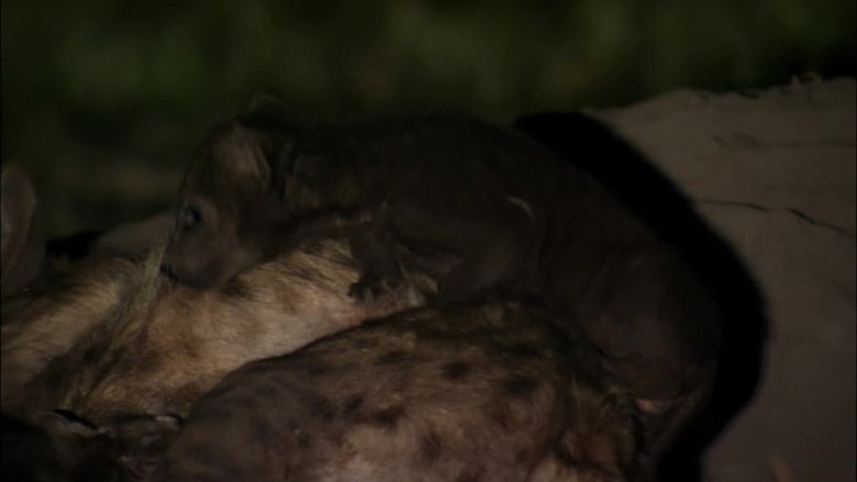 If I Were a Hyena
