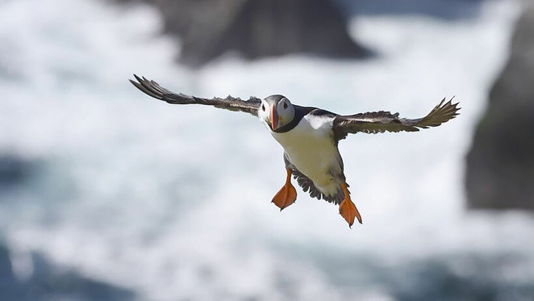 Scotland: The New Wild backdrop 4