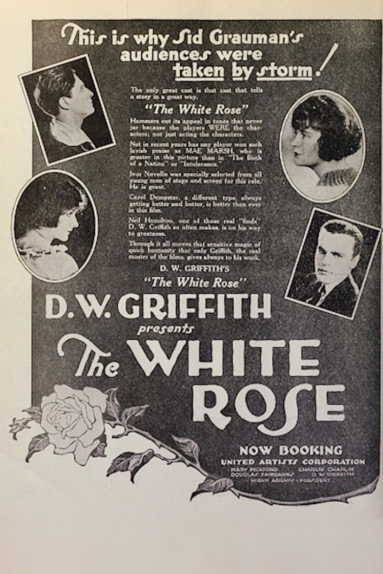 The White Rose