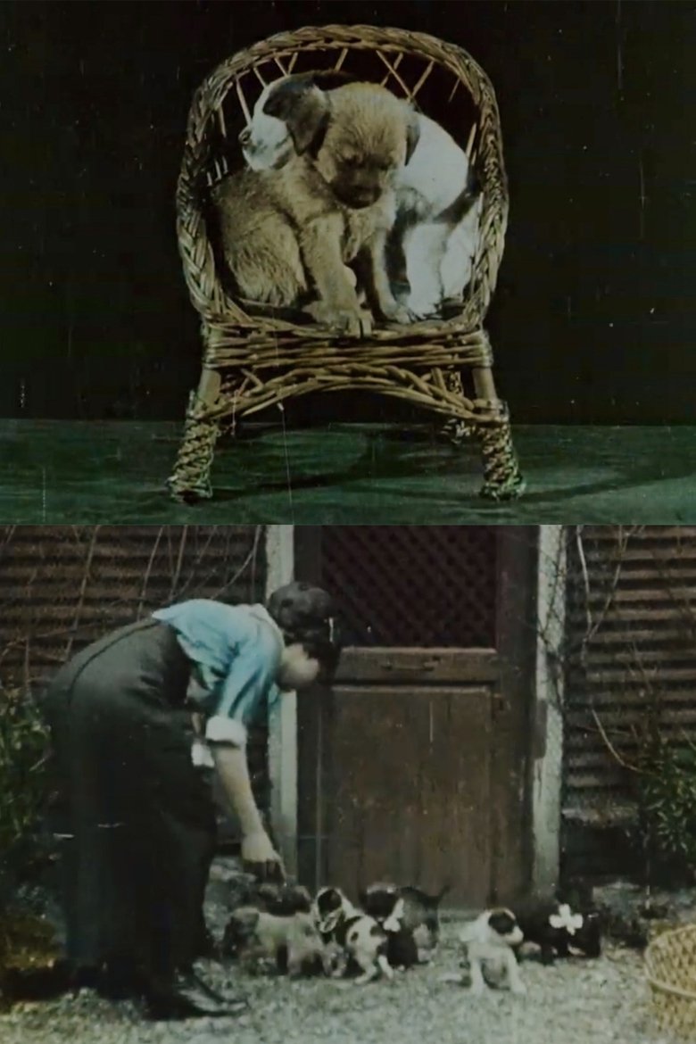 Family of Puppies