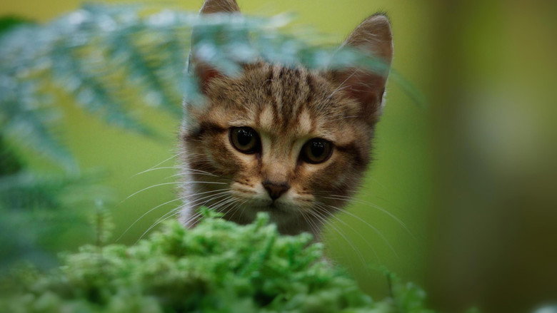 A Cat's Life backdrop 2