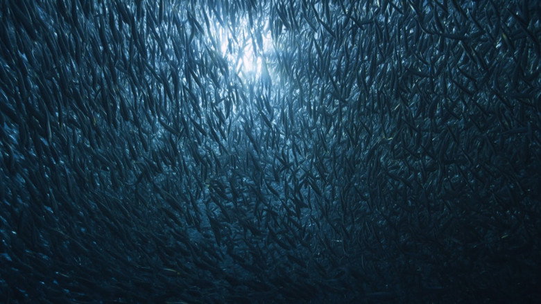 Blue Carbon