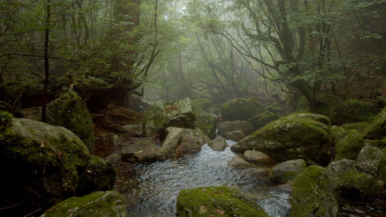 Japan: Yakushima — The Enchanted Forest