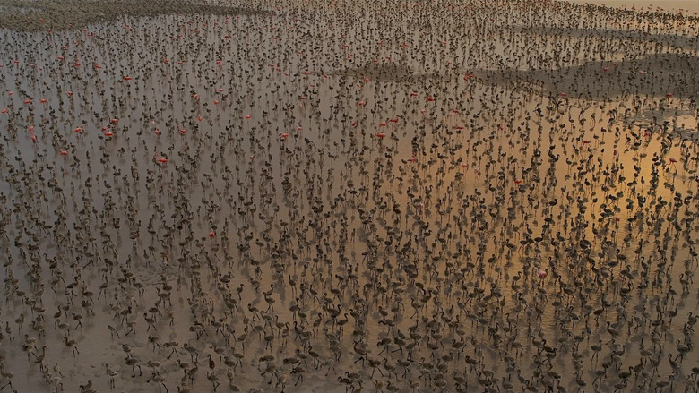 Flamingos: Life After the Meteorite backdrop 2
