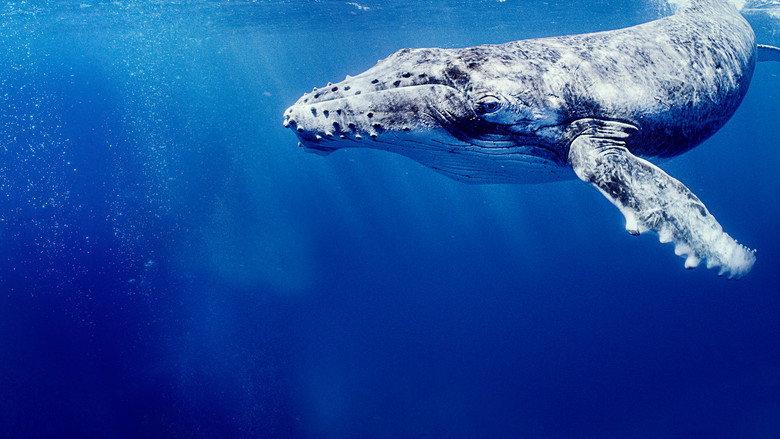 Secrets of the Whales backdrop 6