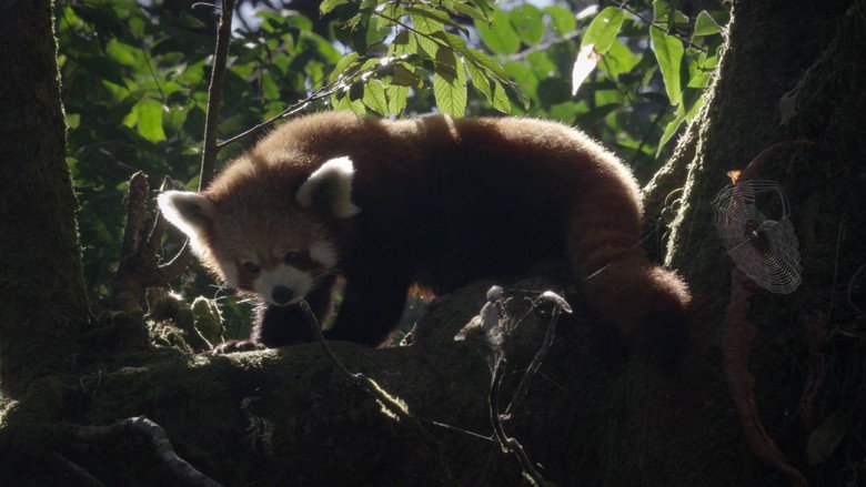 Red Panda: World's Cutest Animal backdrop 4