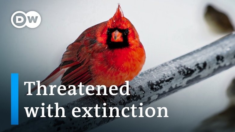 Birds - Survivalists with special powers