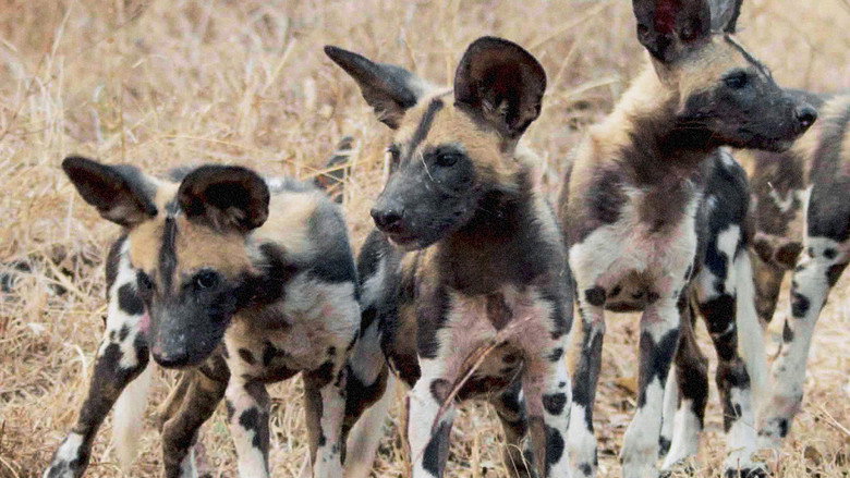 Africa's Hunters backdrop 5