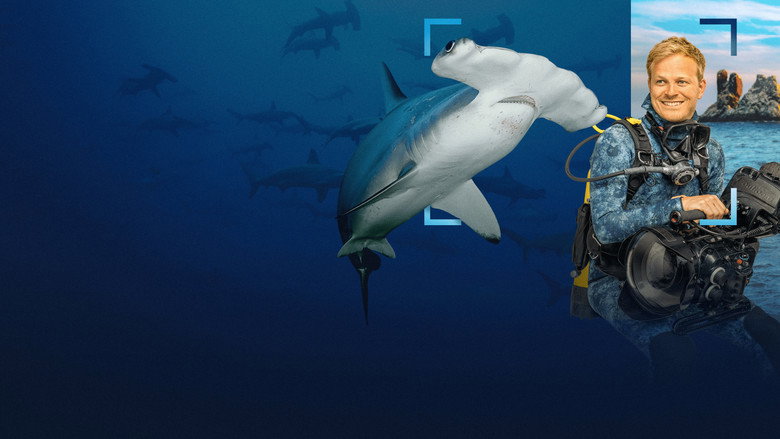 Hammerhead Sharks Up Close with Bertie Gregory backdrop 6