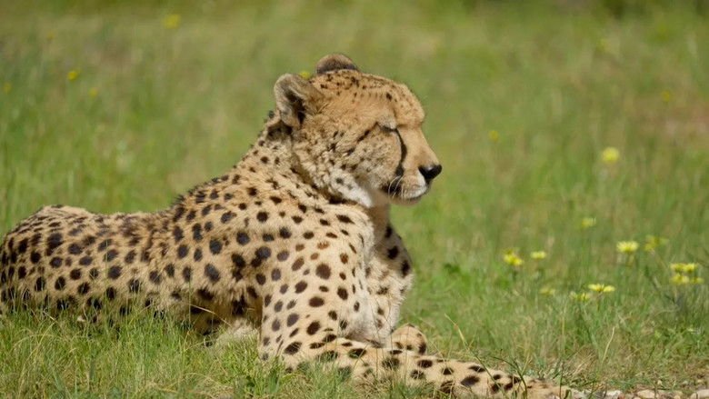 Chatty Cheetah