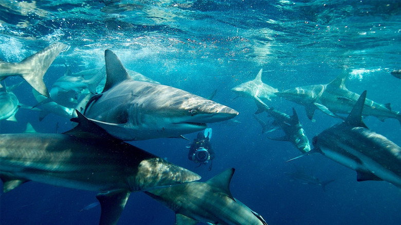 50 Shades of Sharks backdrop 2
