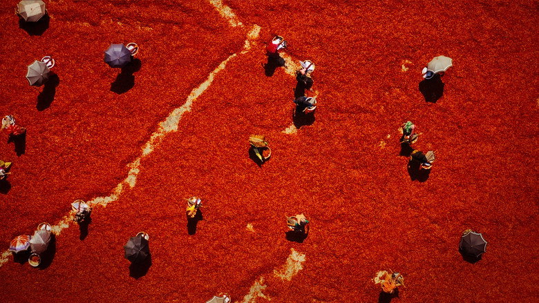 Omnivore backdrop 4