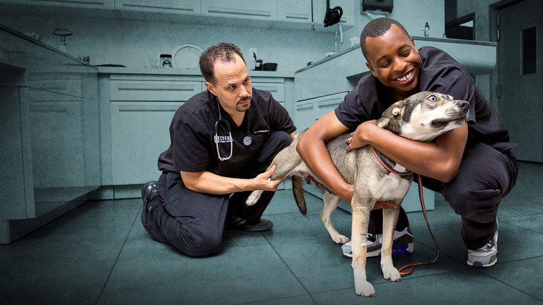 The Vet Life backdrop 4