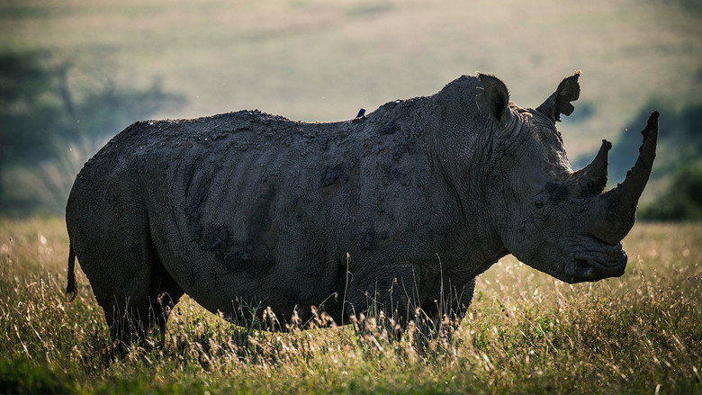 Rhino backdrop 3