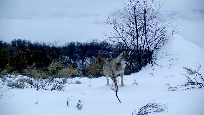 Wolf Walk backdrop 4