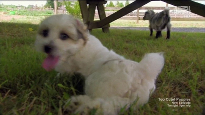 Fluffy Puppies & Baby Goats