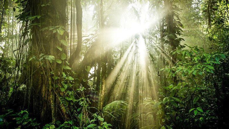 The Green Planet backdrop 6