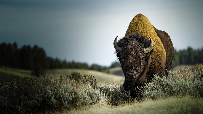 America's Greatest Animals backdrop 2