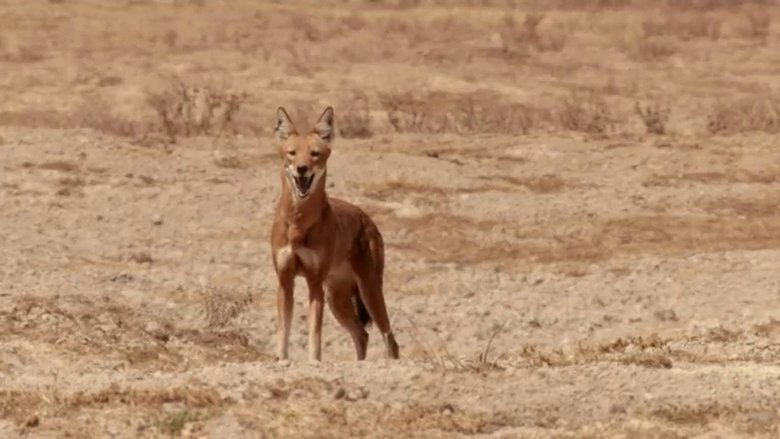 If I Were an Ethiopian Wolf