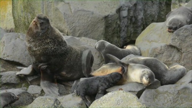 Lions of the Deep