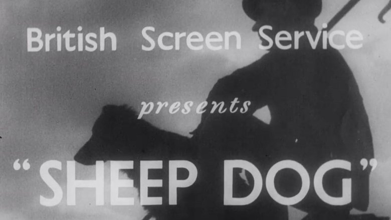 Sheep Dog