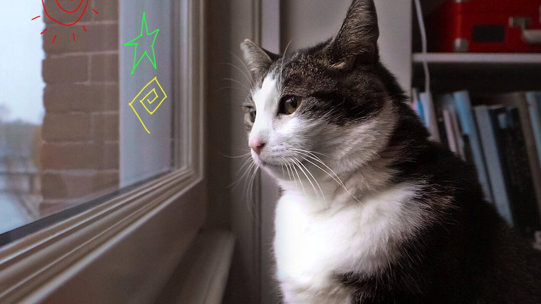 Kitty Love: An Homage to Cats backdrop 8