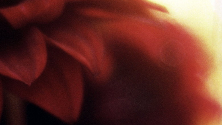 Glide of Transparency backdrop 3