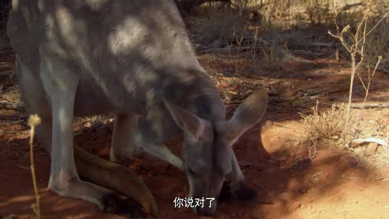 If I Were a Kangaroo