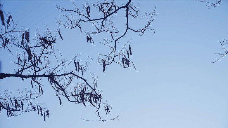 The Leaf Covered in Hoarfrost backdrop 9