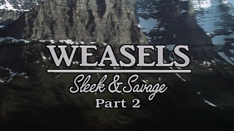 Weasels: Sleek and Savage-Part 2