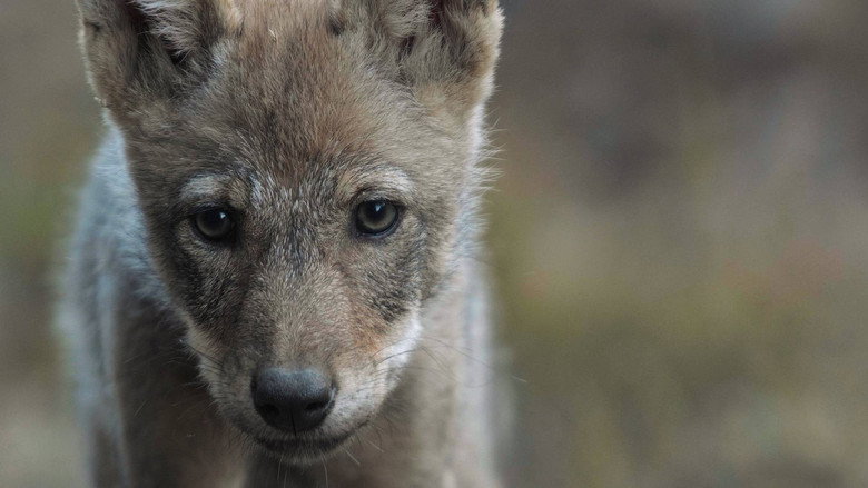 Wolf: Wanderer Without Borders backdrop 5