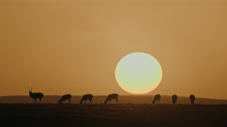 A Woman in Their Eyes