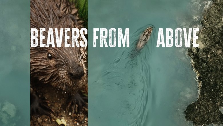 Beavers from Above