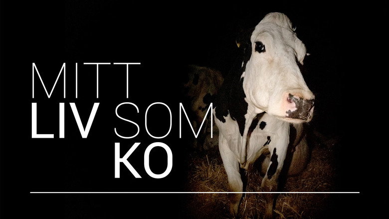 Cow backdrop 4