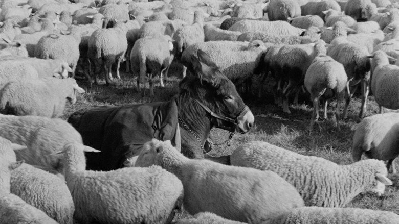 Au Hasard Balthazar backdrop 4