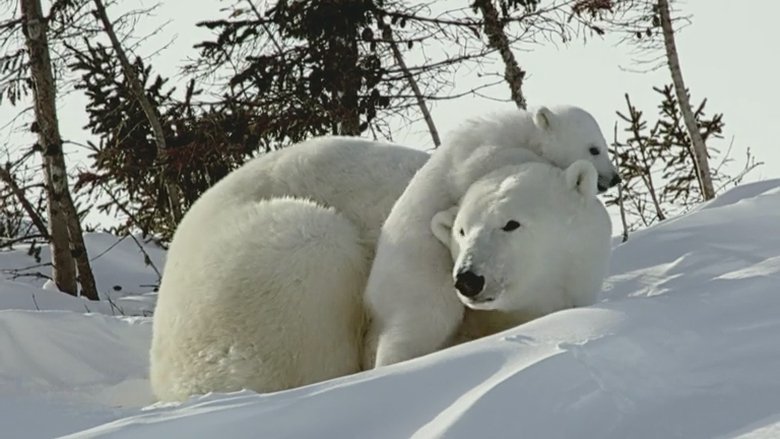 If I Were a Polar Bear