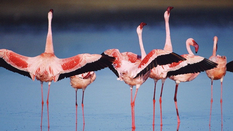 The Crimson Wing: Mystery of the Flamingos backdrop 7