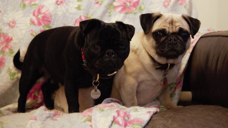 My Gay Dog and Other Animals backdrop 1