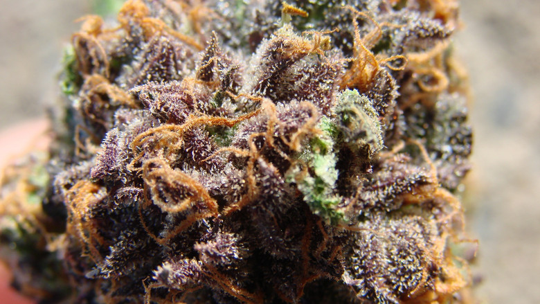 Cannabis: What's the Harm? backdrop 1