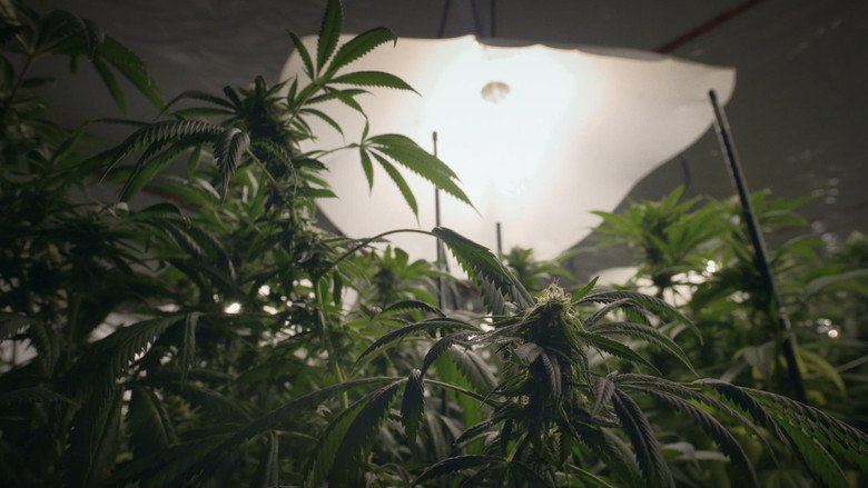 Cannabis illégal backdrop 8