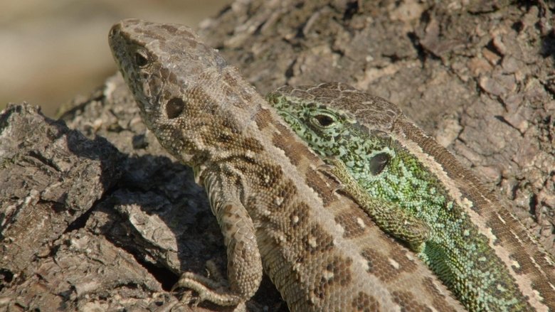 Räuber in Westfalen - Neues Leben in Panzerspuren