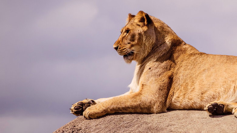 Lion Kingdom backdrop 8