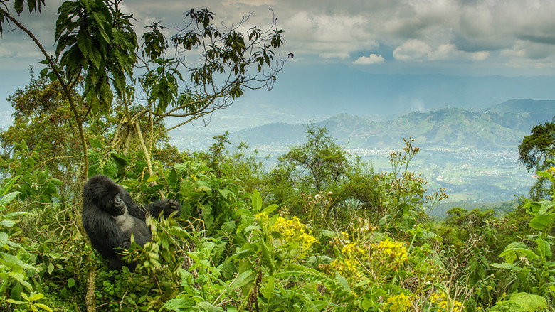Dian Fossey: Secrets in the Mist backdrop 7